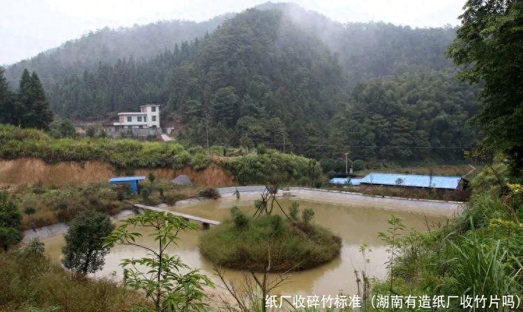 纸厂收碎竹标准(湖南有造纸厂收竹片吗)