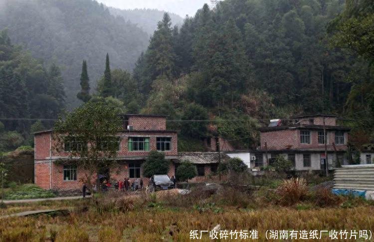 纸厂收碎竹标准(湖南有造纸厂收竹片吗)