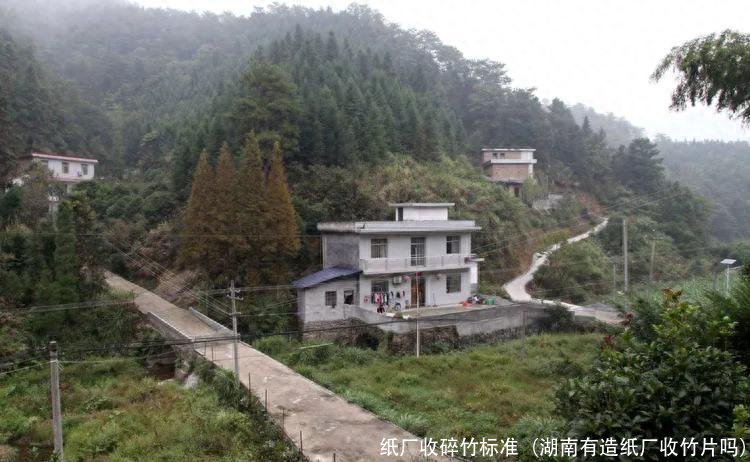 纸厂收碎竹标准(湖南有造纸厂收竹片吗)