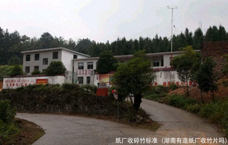 纸厂收碎竹标准(湖南有造纸厂收竹片吗)