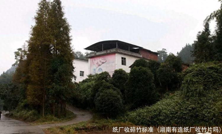 纸厂收碎竹标准(湖南有造纸厂收竹片吗)