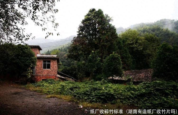 纸厂收碎竹标准(湖南有造纸厂收竹片吗)