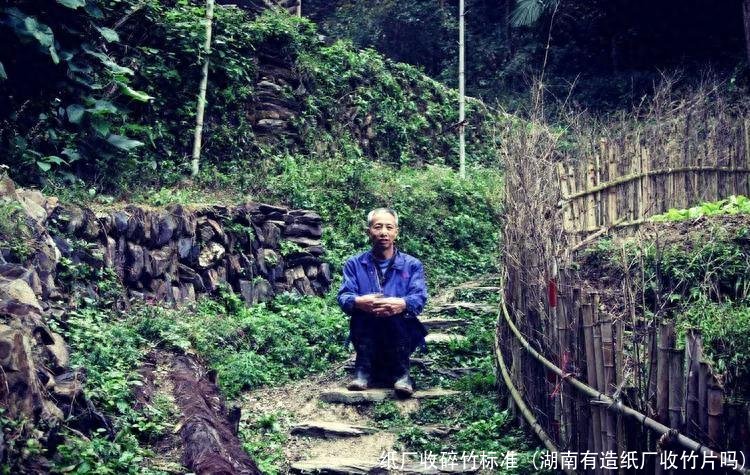 纸厂收碎竹标准(湖南有造纸厂收竹片吗)