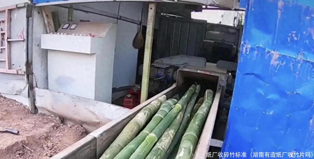 纸厂收碎竹标准(湖南有造纸厂收竹片吗)