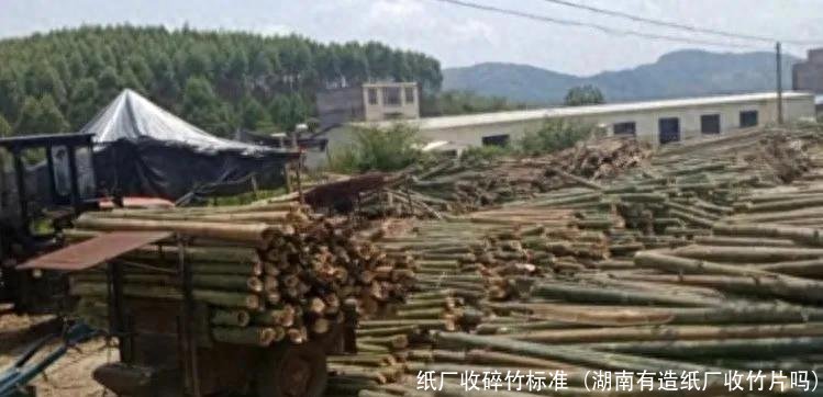 纸厂收碎竹标准(湖南有造纸厂收竹片吗)