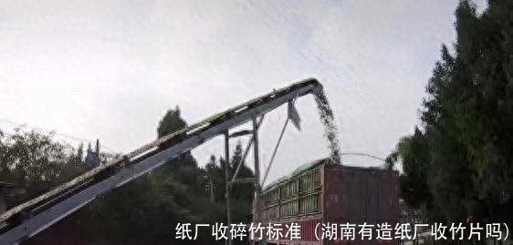 纸厂收碎竹标准(湖南有造纸厂收竹片吗)