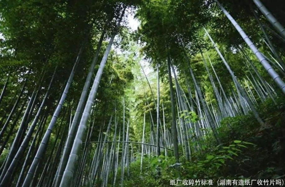 纸厂收碎竹标准(湖南有造纸厂收竹片吗)