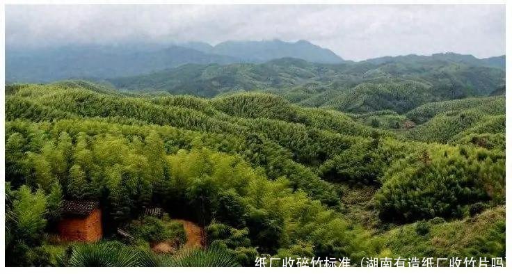 纸厂收碎竹标准(湖南有造纸厂收竹片吗)