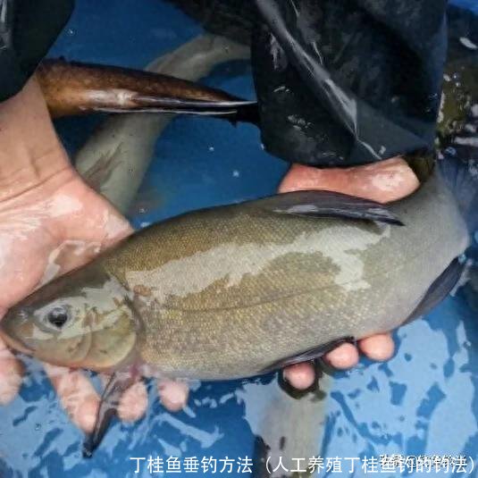 丁桂鱼垂钓方法(人工养殖丁桂鱼钓的钓法)