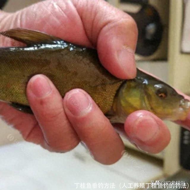 丁桂鱼垂钓方法(人工养殖丁桂鱼钓的钓法)