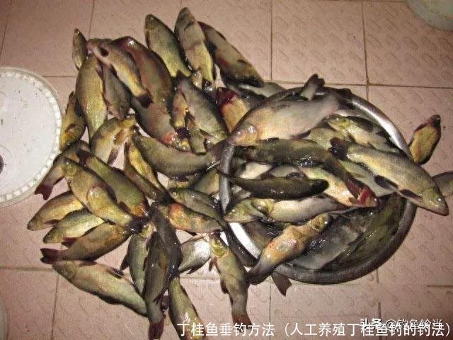 丁桂鱼垂钓方法(人工养殖丁桂鱼钓的钓法)