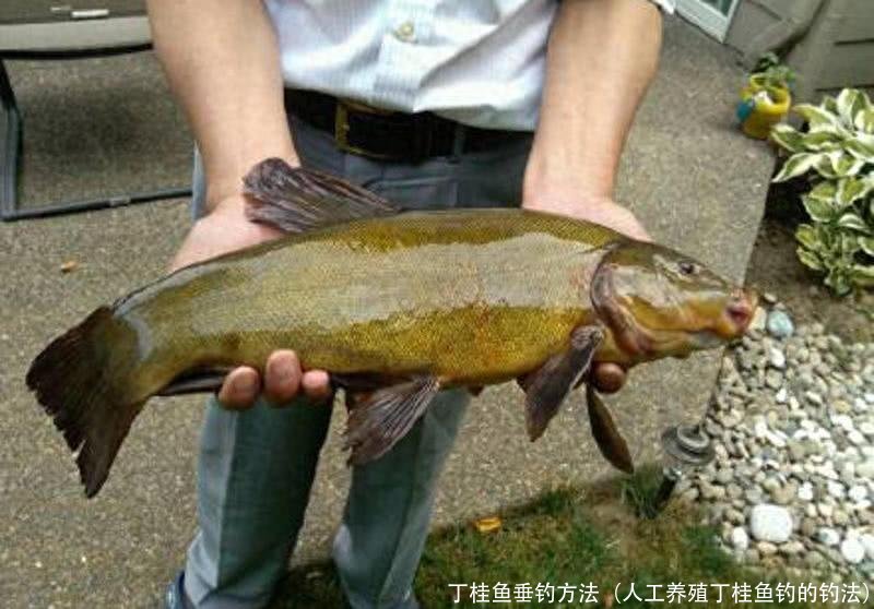 丁桂鱼垂钓方法(人工养殖丁桂鱼钓的钓法)