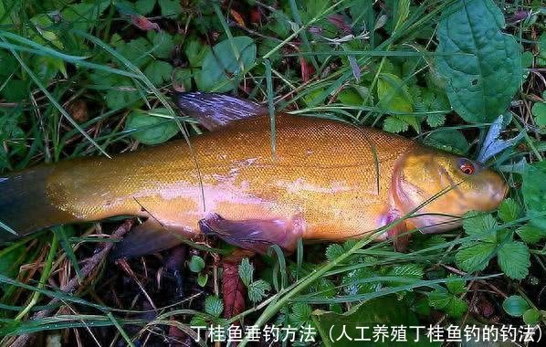 丁桂鱼垂钓方法(人工养殖丁桂鱼钓的钓法)