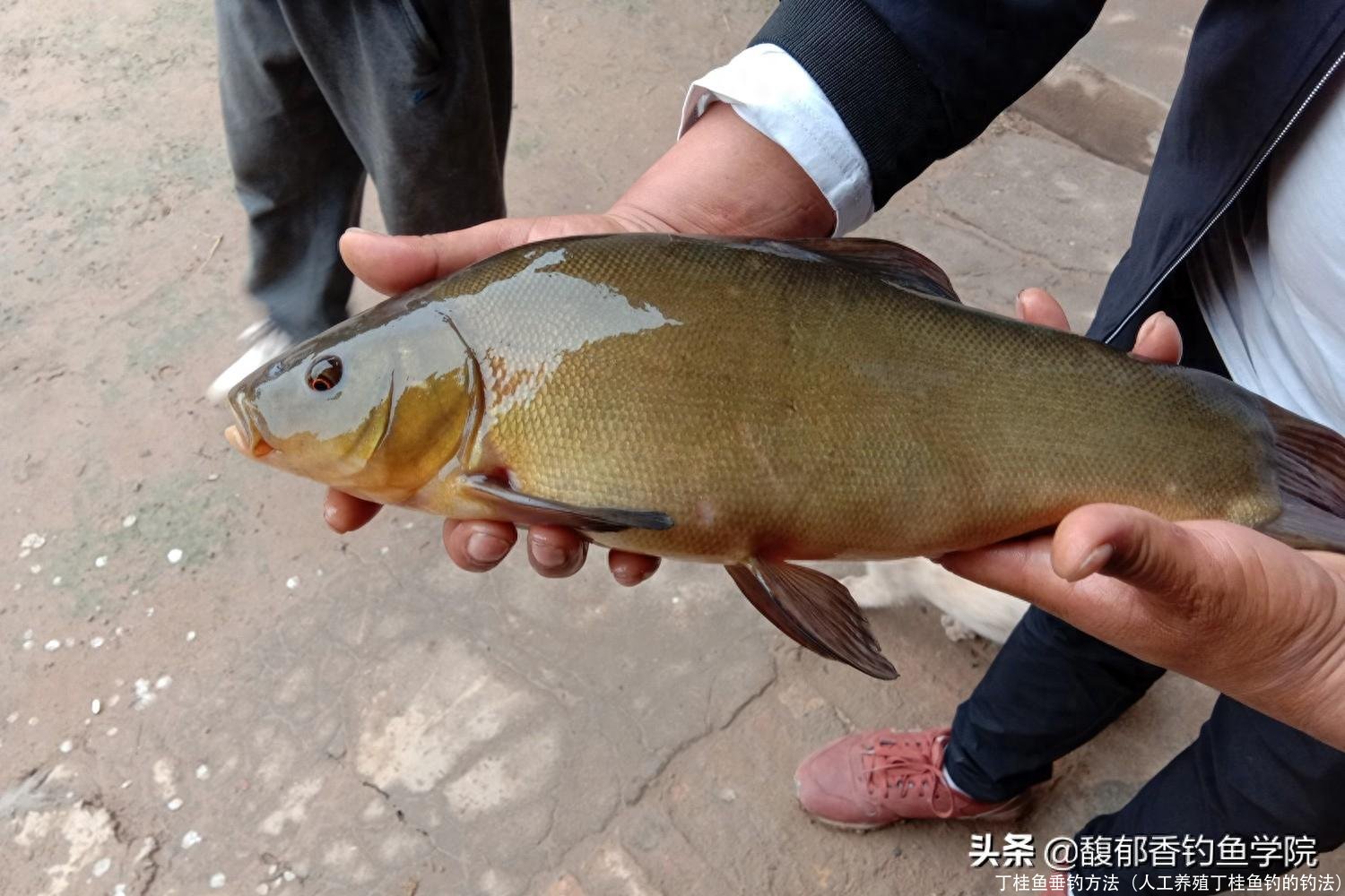 丁桂鱼垂钓方法(人工养殖丁桂鱼钓的钓法)