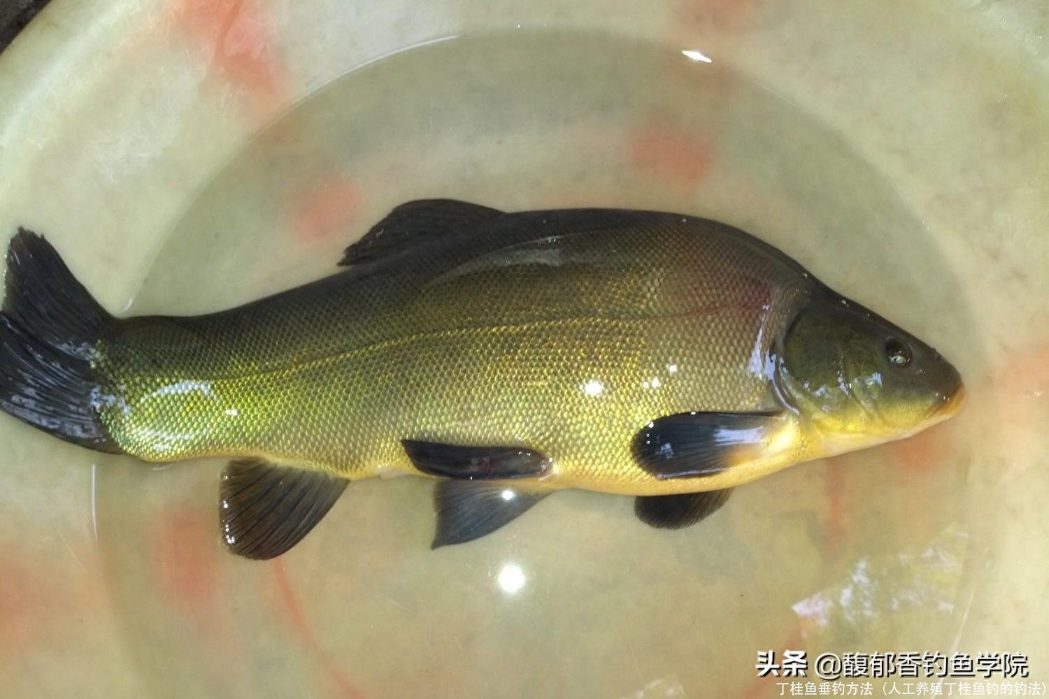 丁桂鱼垂钓方法(人工养殖丁桂鱼钓的钓法)