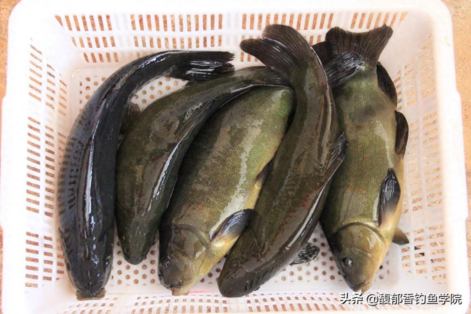 丁桂鱼垂钓方法(人工养殖丁桂鱼钓的钓法)