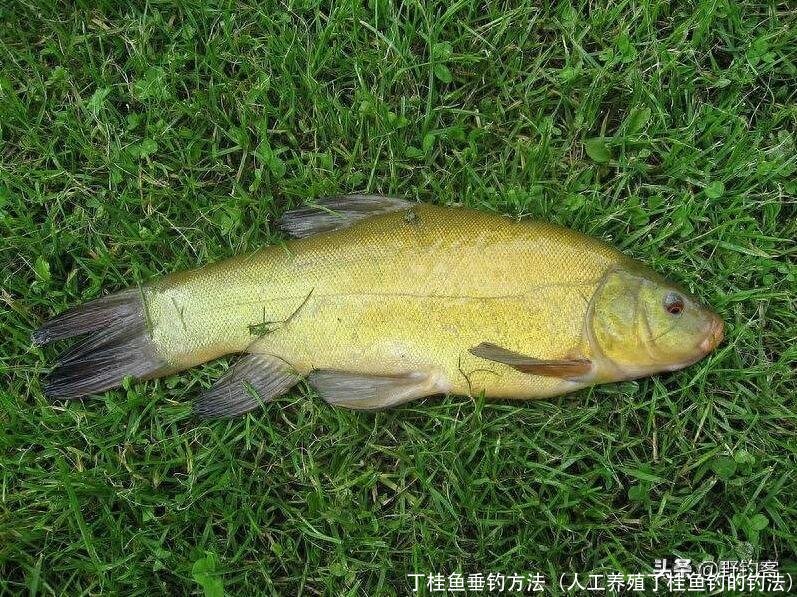 丁桂鱼垂钓方法(人工养殖丁桂鱼钓的钓法)