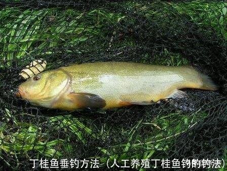 丁桂鱼垂钓方法(人工养殖丁桂鱼钓的钓法)