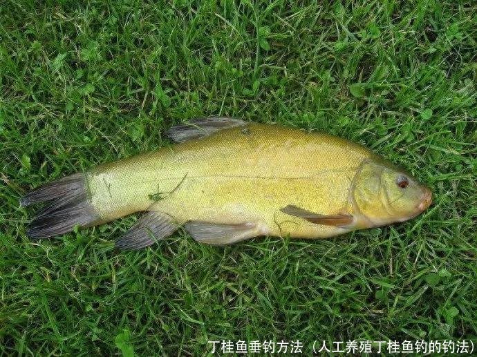 丁桂鱼垂钓方法(人工养殖丁桂鱼钓的钓法)