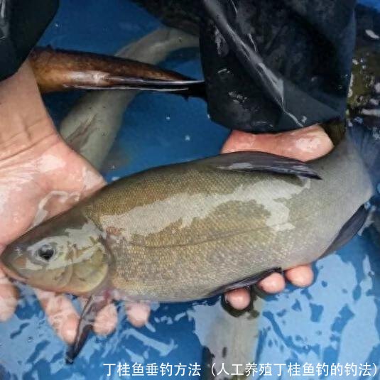 丁桂鱼垂钓方法(人工养殖丁桂鱼钓的钓法)