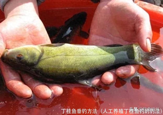 丁桂鱼垂钓方法(人工养殖丁桂鱼钓的钓法)