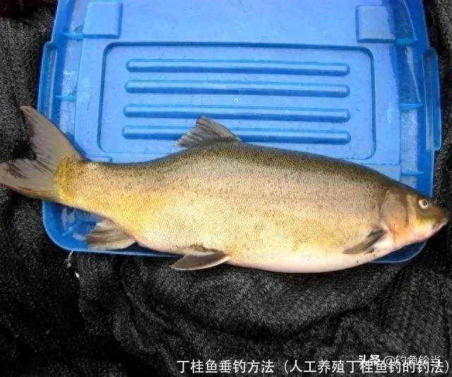 丁桂鱼垂钓方法(人工养殖丁桂鱼钓的钓法)