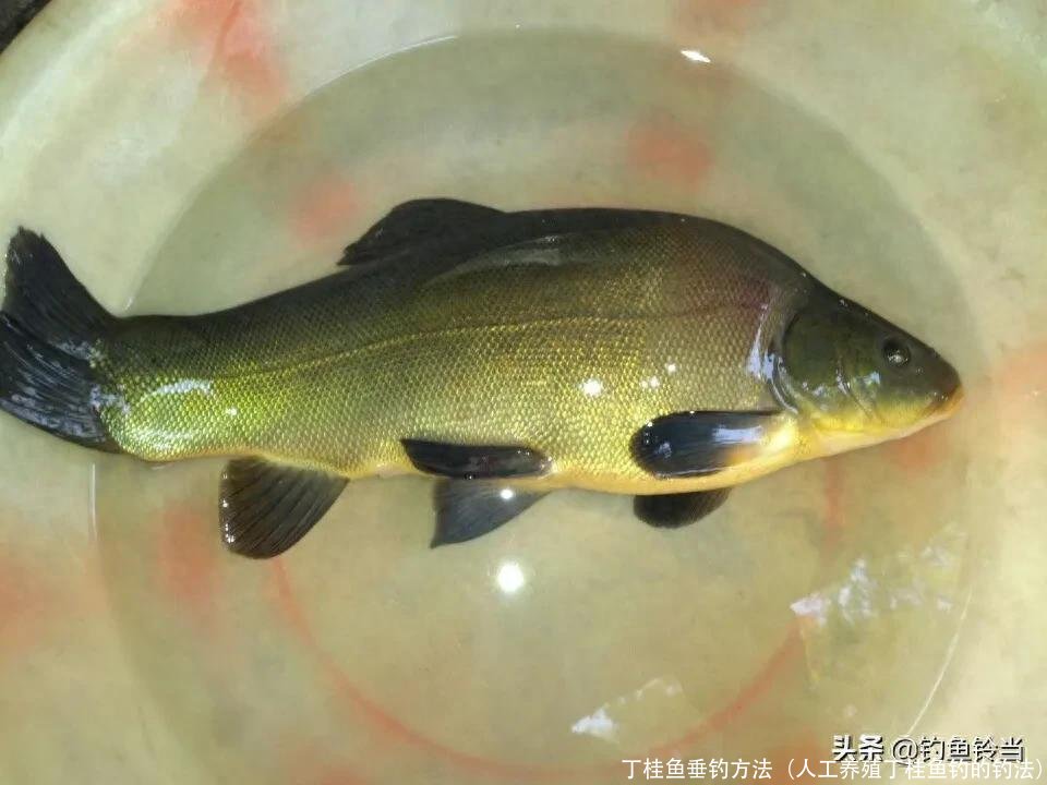 丁桂鱼垂钓方法(人工养殖丁桂鱼钓的钓法)