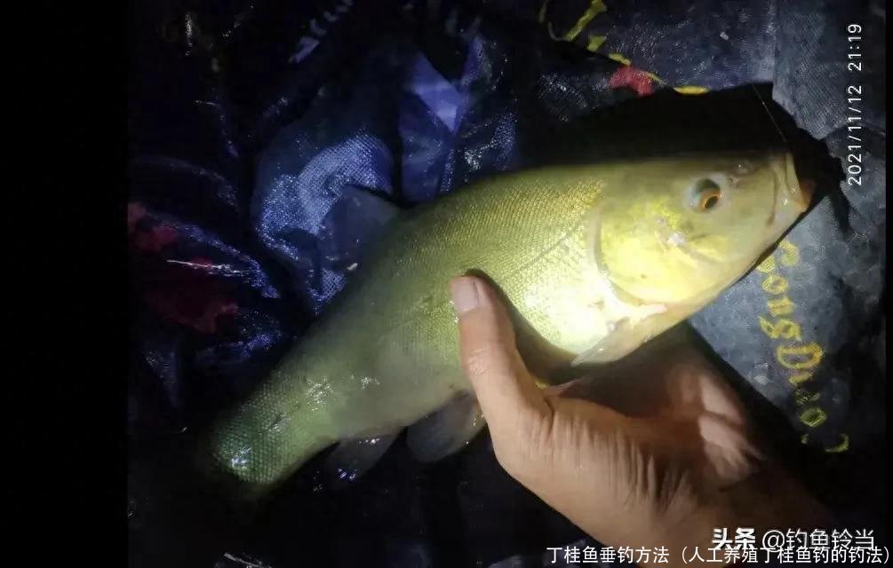 丁桂鱼垂钓方法(人工养殖丁桂鱼钓的钓法)