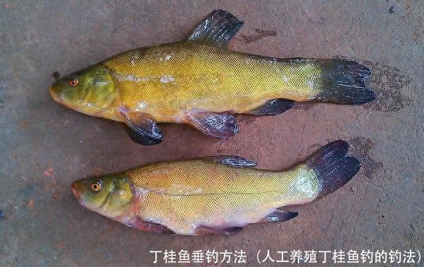 丁桂鱼垂钓方法(人工养殖丁桂鱼钓的钓法)