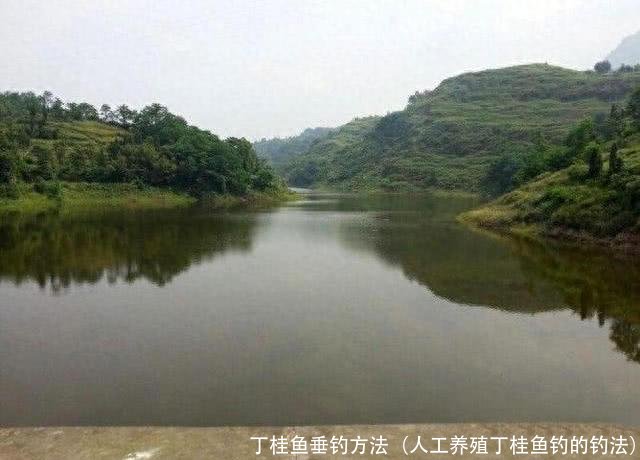 丁桂鱼垂钓方法(人工养殖丁桂鱼钓的钓法)