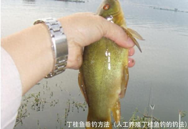 丁桂鱼垂钓方法(人工养殖丁桂鱼钓的钓法)