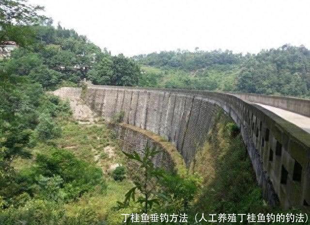 丁桂鱼垂钓方法(人工养殖丁桂鱼钓的钓法)