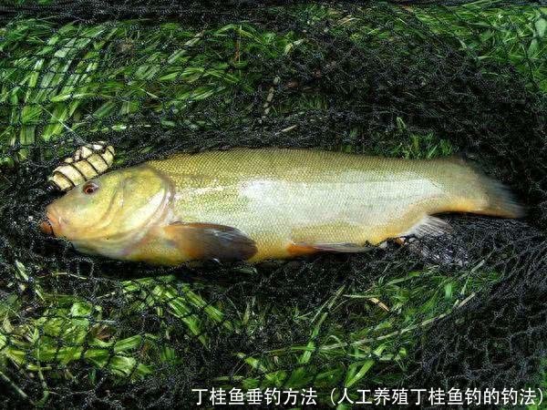 丁桂鱼垂钓方法(人工养殖丁桂鱼钓的钓法)
