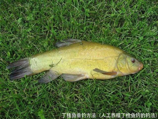 丁桂鱼垂钓方法(人工养殖丁桂鱼钓的钓法)