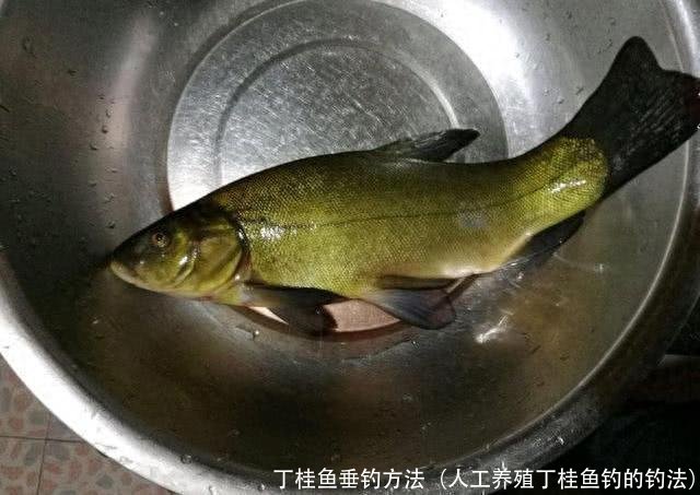 丁桂鱼垂钓方法(人工养殖丁桂鱼钓的钓法)