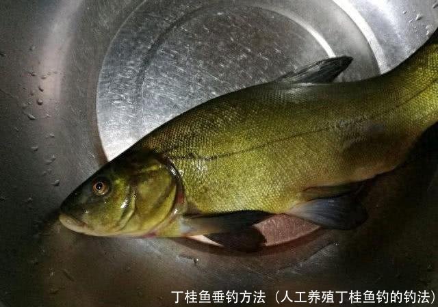 丁桂鱼垂钓方法(人工养殖丁桂鱼钓的钓法)