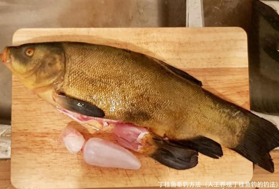 丁桂鱼垂钓方法(人工养殖丁桂鱼钓的钓法)