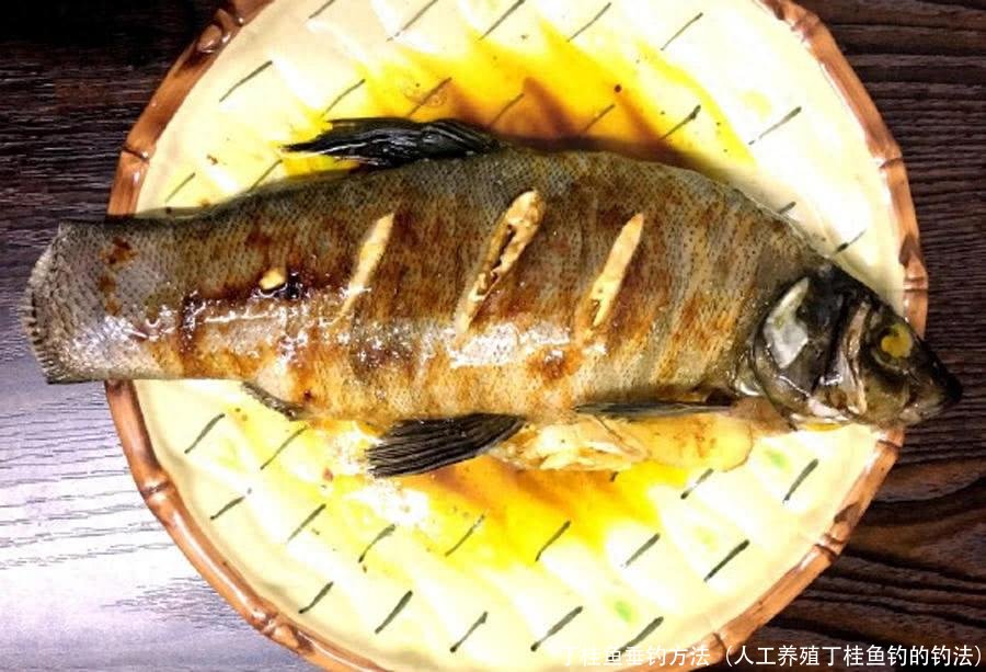 丁桂鱼垂钓方法(人工养殖丁桂鱼钓的钓法)