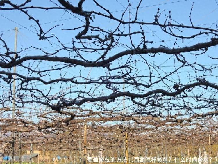 葡萄修枝的方法(葡萄怎样修剪?什么时间修剪?)
