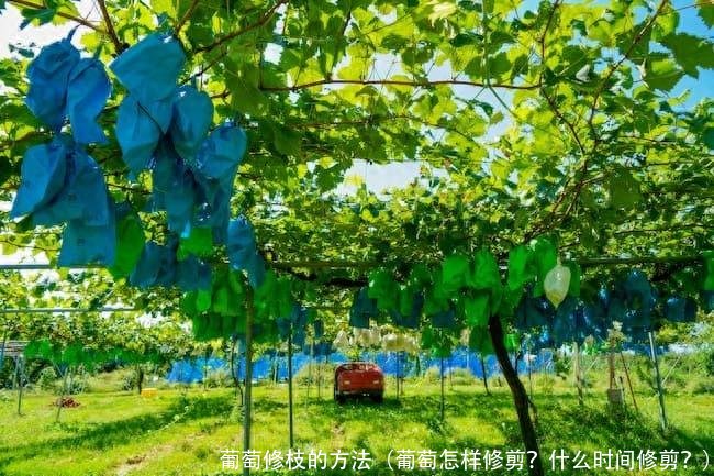 葡萄修枝的方法(葡萄怎样修剪?什么时间修剪?)