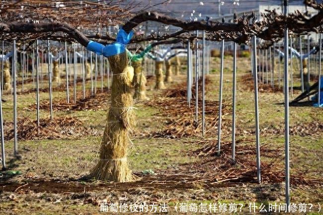 葡萄修枝的方法(葡萄怎样修剪?什么时间修剪?)