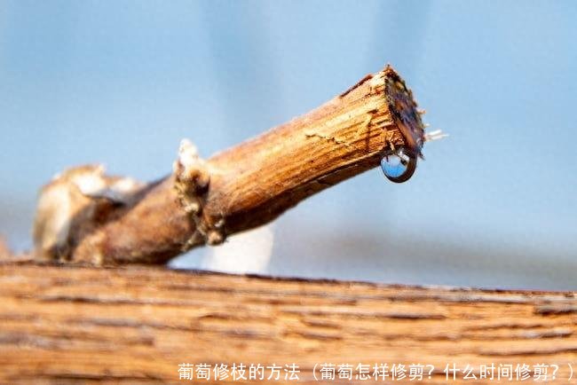 葡萄修枝的方法(葡萄怎样修剪?什么时间修剪?)