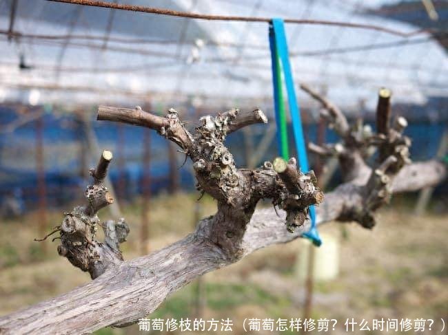 葡萄修枝的方法(葡萄怎样修剪?什么时间修剪?)