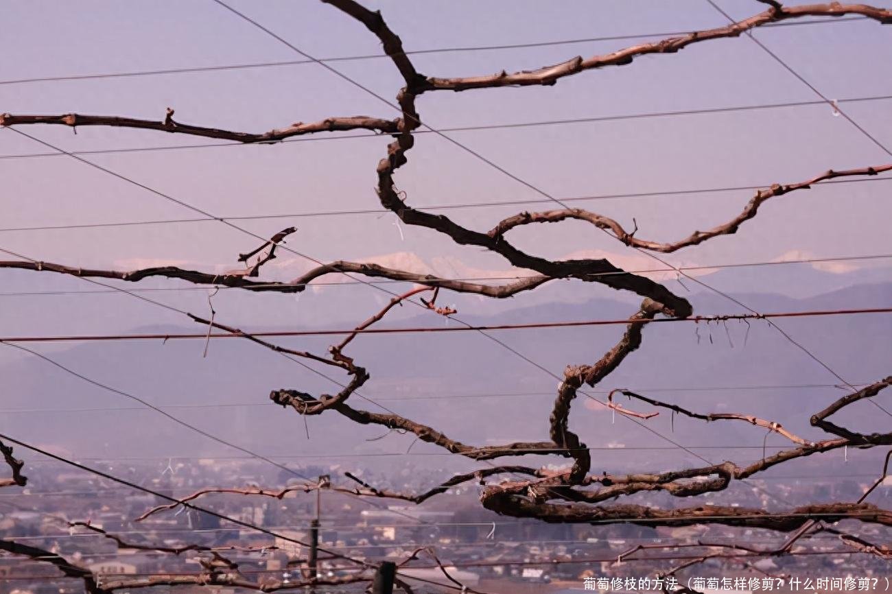 葡萄修枝的方法(葡萄怎样修剪?什么时间修剪?)