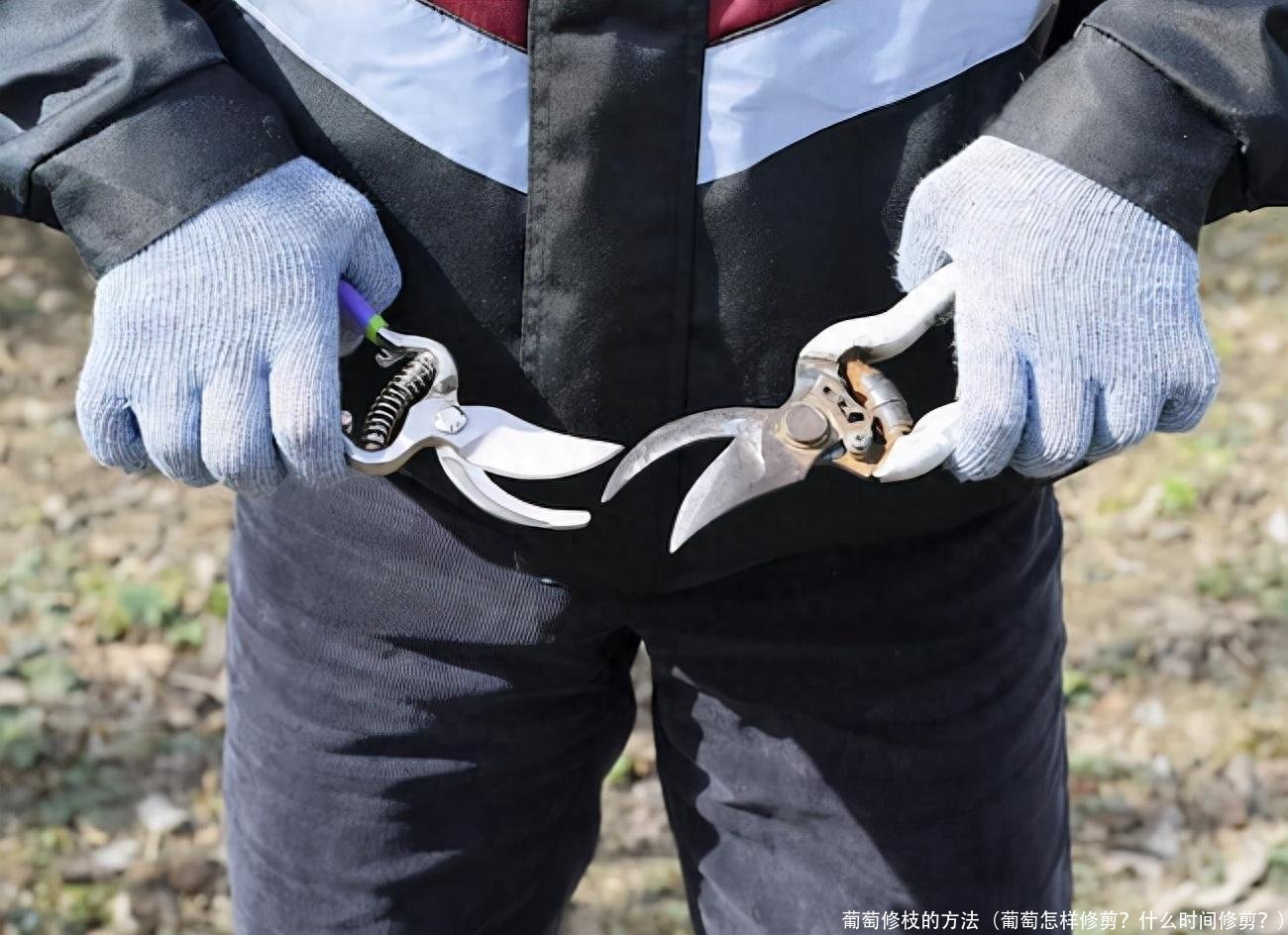 葡萄修枝的方法(葡萄怎样修剪?什么时间修剪?)