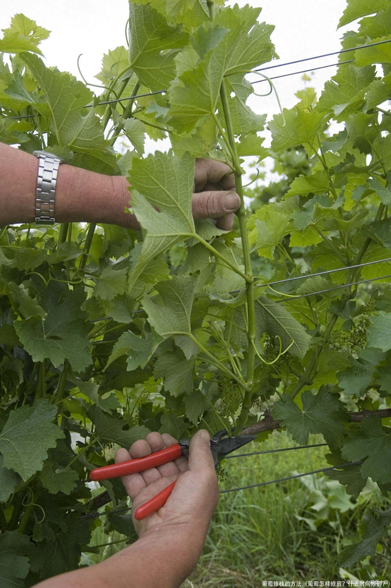 葡萄修枝的方法(葡萄怎样修剪?什么时间修剪?)