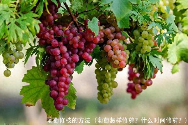 葡萄修枝的方法(葡萄怎样修剪?什么时间修剪?)