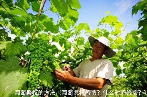 葡萄修枝的方法(葡萄怎样修剪?什么时间修剪?)
