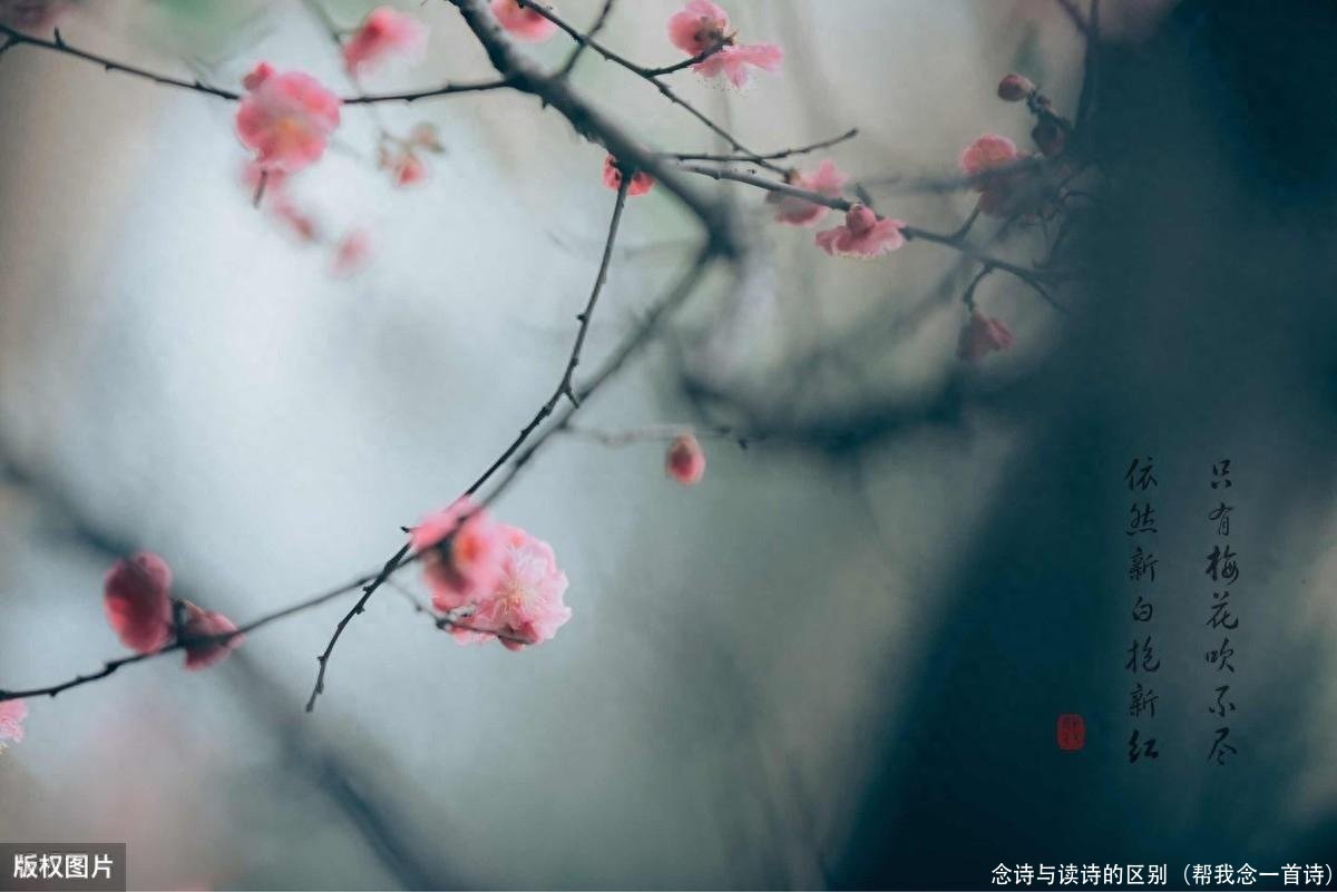 念诗与读诗的区别(帮我念一首诗)