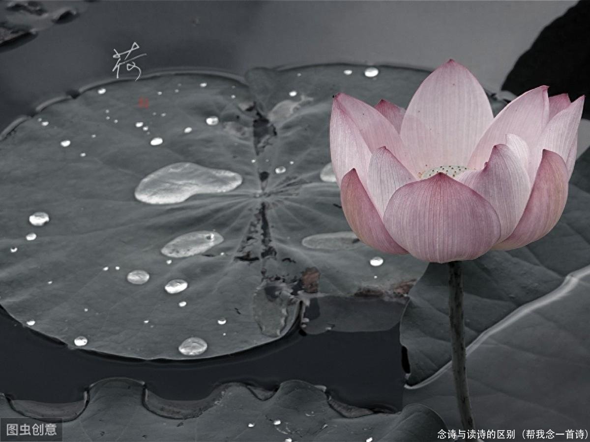 念诗与读诗的区别(帮我念一首诗)